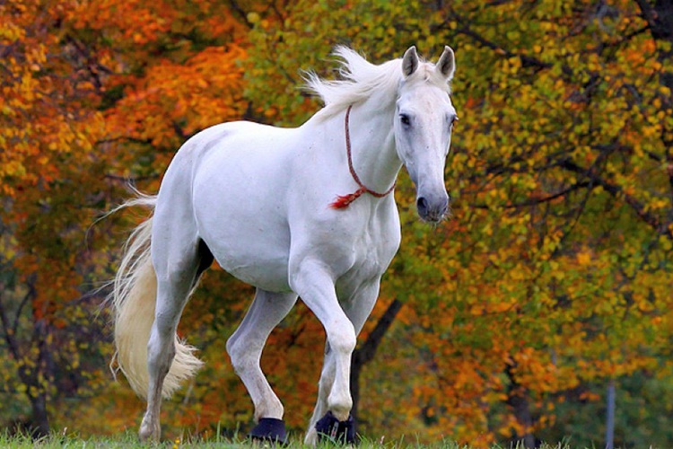 Rüyada At Cesedi Görmek Ne Anlama Gelir?