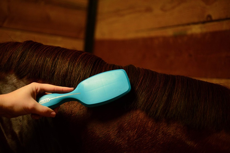 Rüyada At Tımarlamak Ne Anlama Gelir?