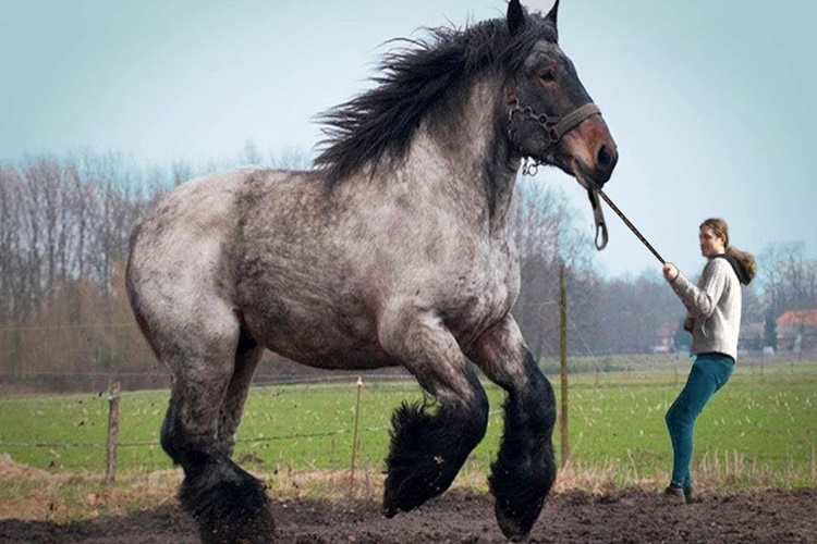Rüyada Atın Merdiven Çıkması Ne Anlama Gelir?