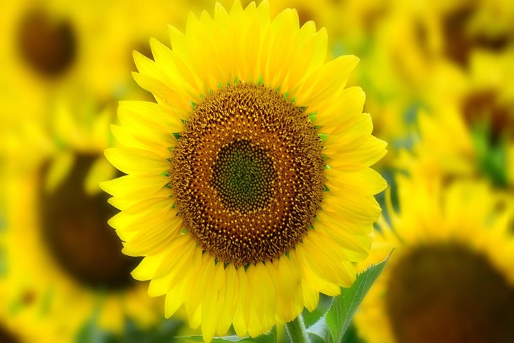 Rüyada Ayçiçeği Görmek Ne Anlama Gelir?