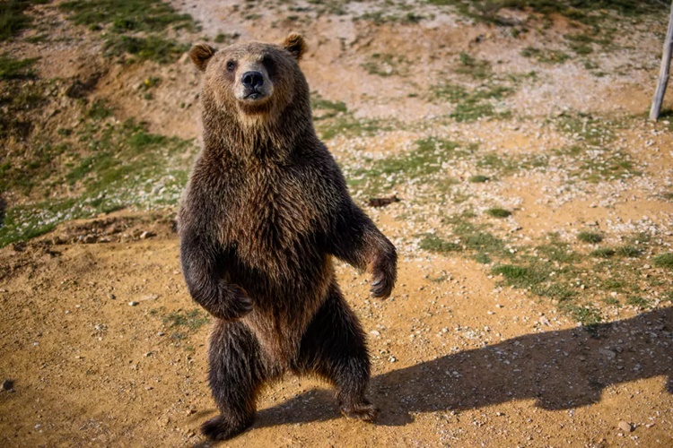 Rüyada Ayı Oynatıldığını Görmek Ne Anlama Gelir?