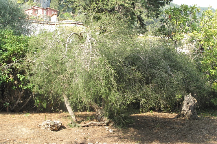Rüyada Çay Ağacı Görmek Ne Anlama Gelir? - Güncel Oku