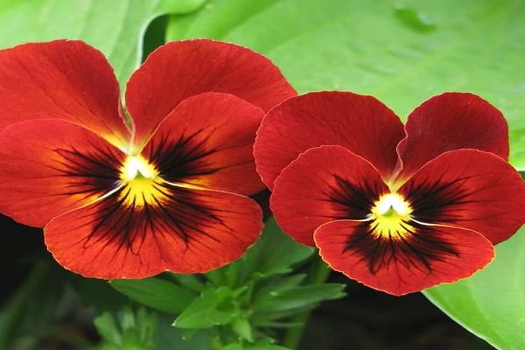 Rüyada Çiçek Canlanması Ne Anlama Gelir? - Güncel Oku