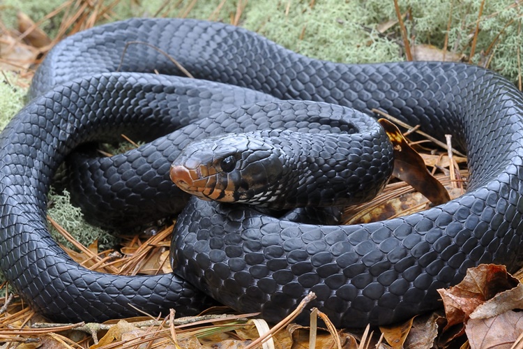 Rüyada Çıngıraklı Yılan Görmek Ne Anlama Gelir?