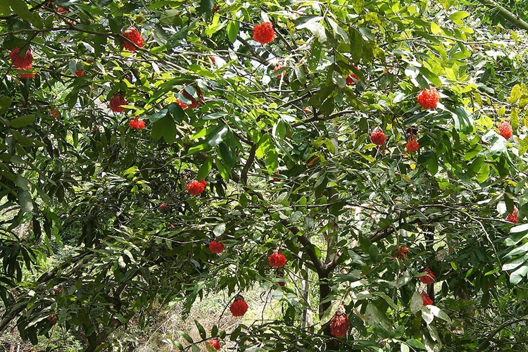 Rüyada Dağ Hayvanı Görmek Ne Anlama Gelmektedir?