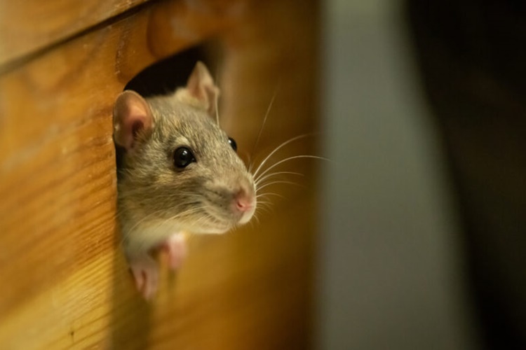 Rüyada Fare Baskını Görmek Ne Anlama Gelir? - Güncel Oku