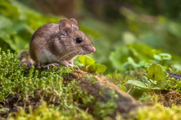 Rüyada Fare Zıplaması Görmek Ne Anlama Gelir? Güncel Oku