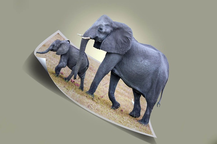 Rüyada Fil Hortumu Görmek Ne Anlama Gelir?