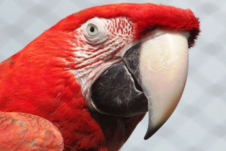 Rüyada Gagalı Yılan Görmek Ne Anlama Gelir?