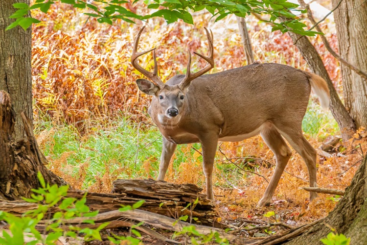 Rüyada Geyik Sütü İçmek Ne Anlama Gelir?