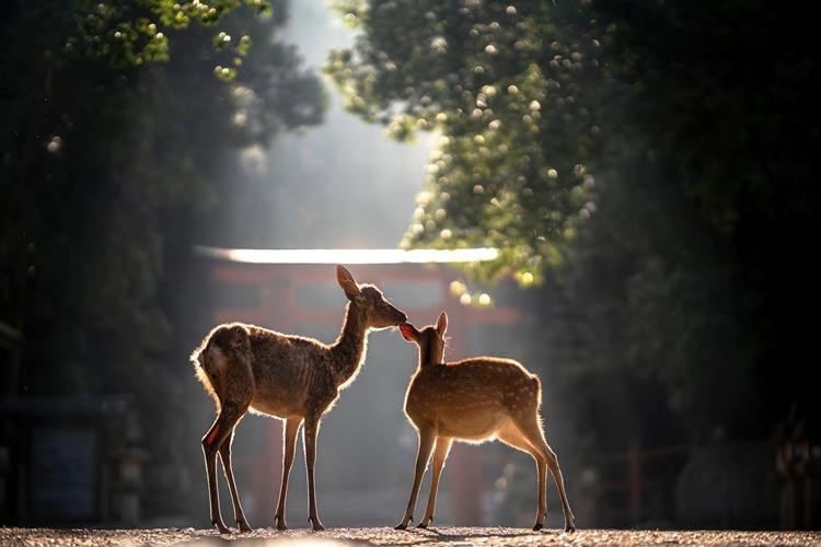 Rüyada Geyik Yavrusu Görmek Ne Anlama Gelir?