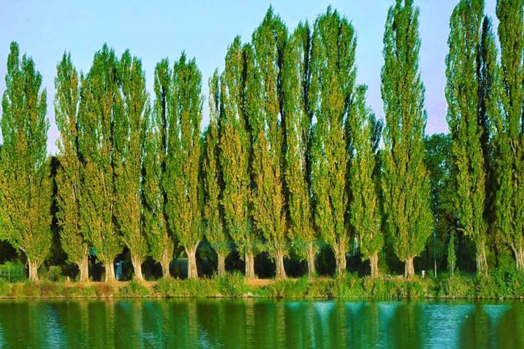 Rüyada Göl İçinde Ağaç Görmek Ne Anlama Gelir?