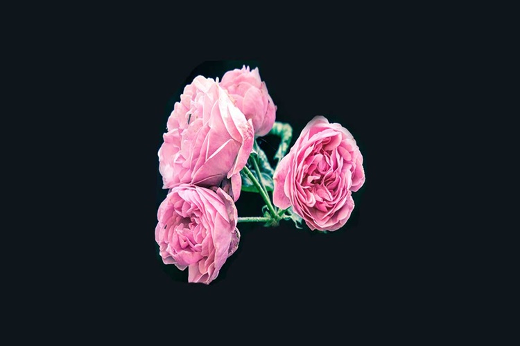 Rüyada Gül Görmek Ne Anlama Gelir?