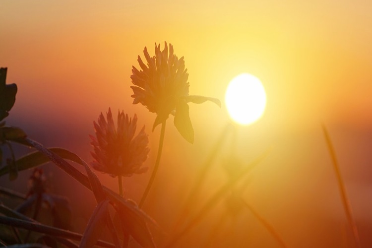 Rüyada Güneş Şapkası Görmek Ne Anlama Gelir? - Güncel Oku