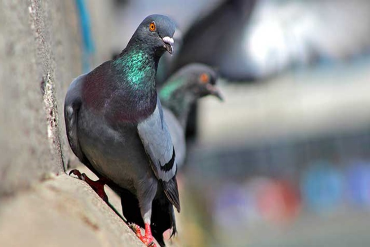 Rüyada Güvercin Dolu Kümes Görmek Ne Anlama Gelir?