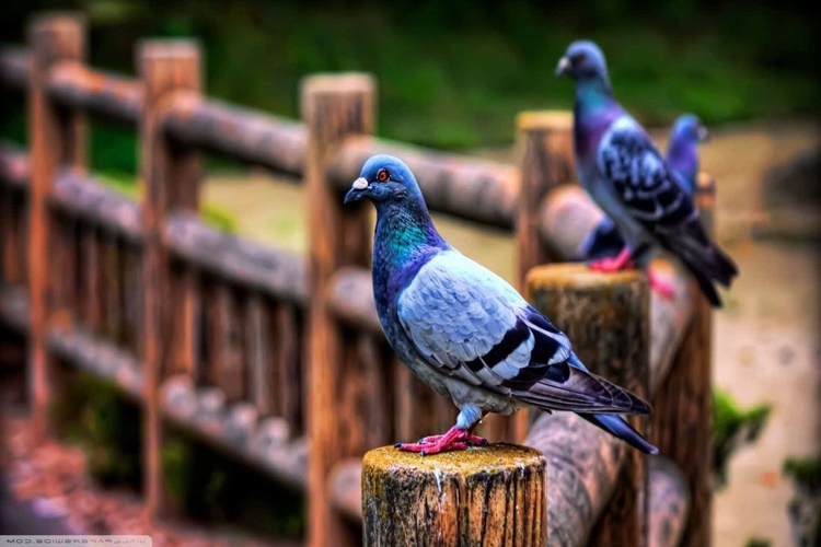 Rüyada Güvercin İstilası Görmek Ne Anlama Gelir? - Güncel Oku