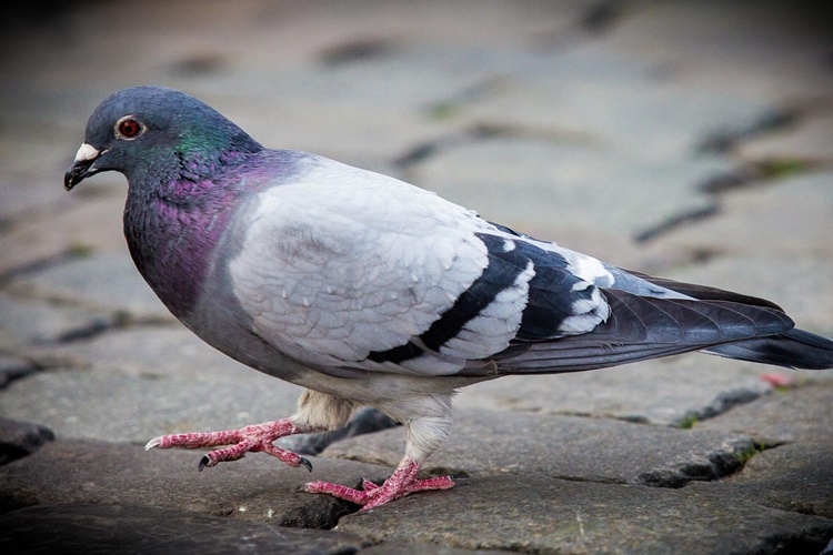Rüyada Güvercin Tutmak Ne Anlama Gelir?