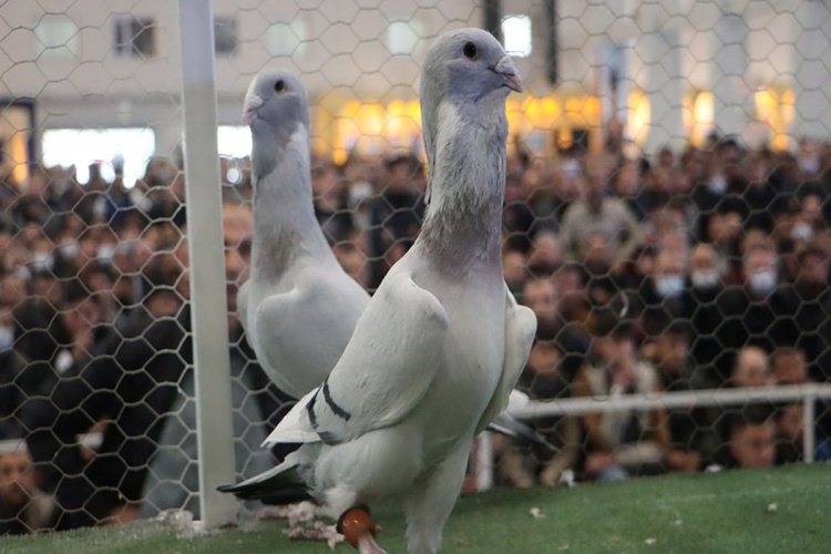Rüyada Güvercinin Namaz Kıldığını Görmek Ne Anlama Gelir?