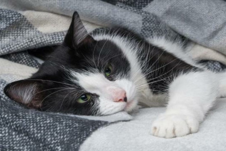 Rüyada Hasta Kedi Görmek Ne Anlama Gelir?