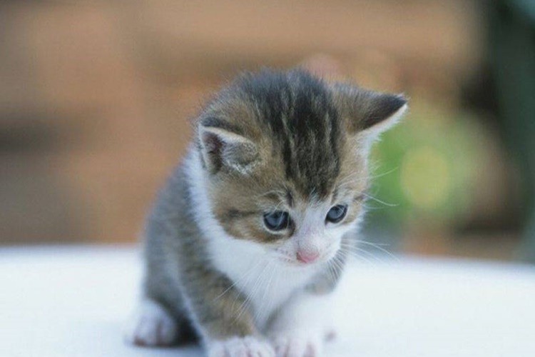 Rüyada Kedi Ağlaması Ne Anlama Gelir?