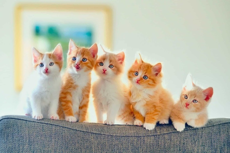 Rüyada Kedi Ailesi Görmek Ne Anlama Gelir?