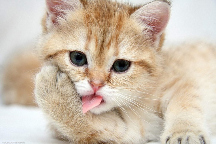 Rüyada Kedi Canlandırmak Ne Anlama Gelir?