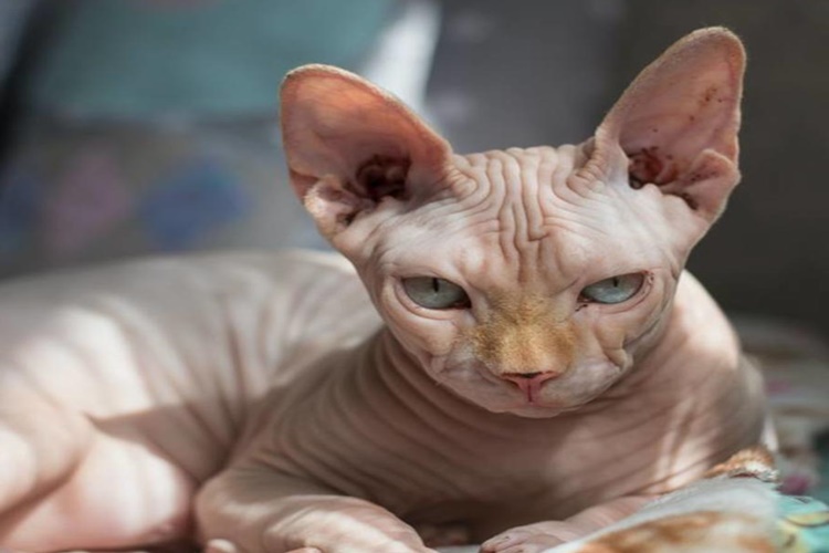 Rüyada Kedi Cesedi Görmek Ne Anlama Gelir?