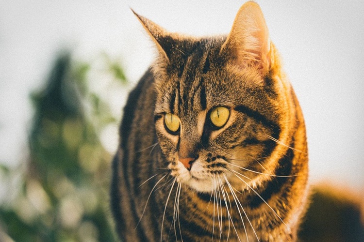 Rüyada Kedi Çiftleşmesi Görmek Ne Anlama Gelir?