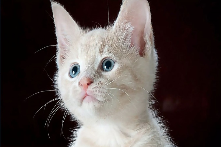 Rüyada Kedi Çişi Görmek Ne Anlama Gelir?