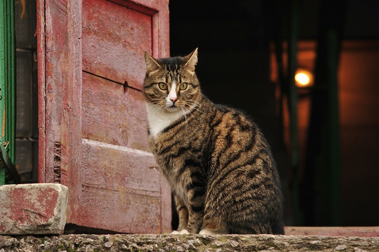 Rüyada Kedi Çişi Temizlemek Ne Anlama Gelir?
