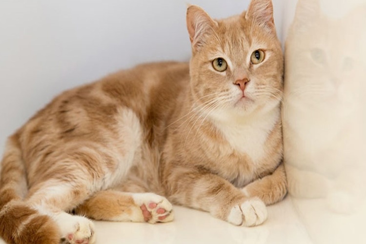 Rüyada Kedi Doğurması Ne Anlama Gelir?