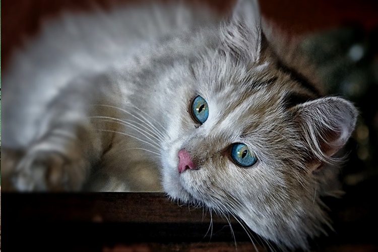 Rüyada Kedi İle Kavga Etmek Ne Anlama Gelir?