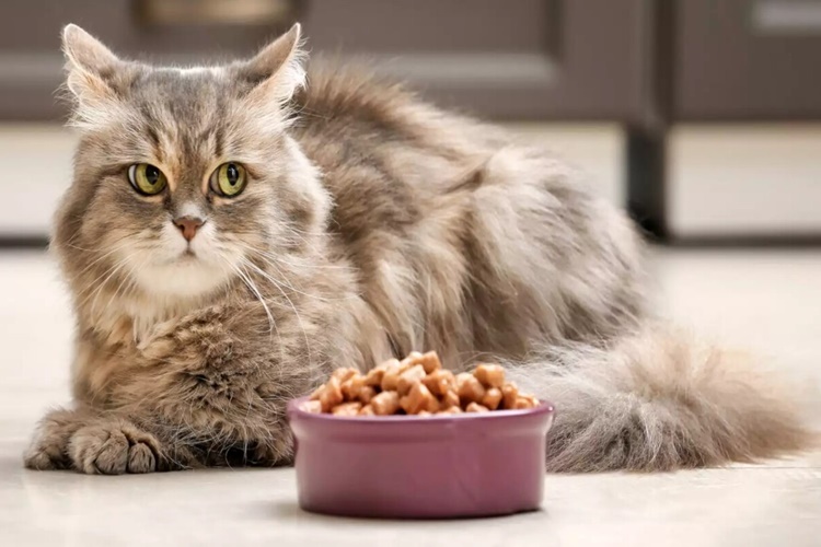 Rüyada Kedi Maması Almak Ne Anlama Gelir?