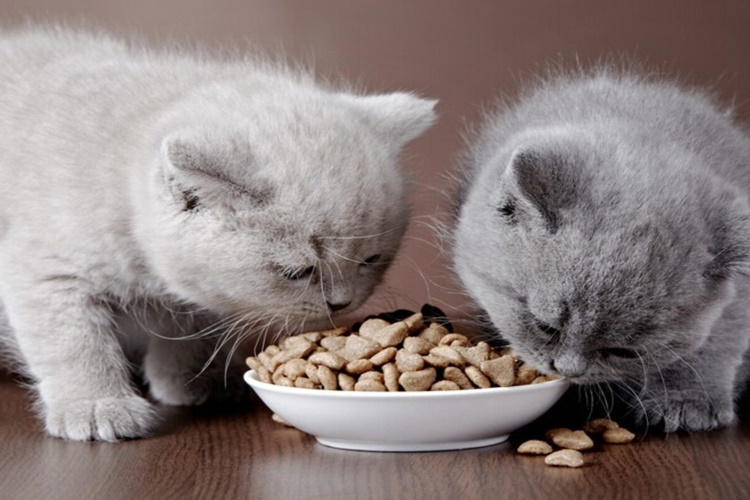 Rüyada Kedi Maması Vermek Ne Anlama Gelir?