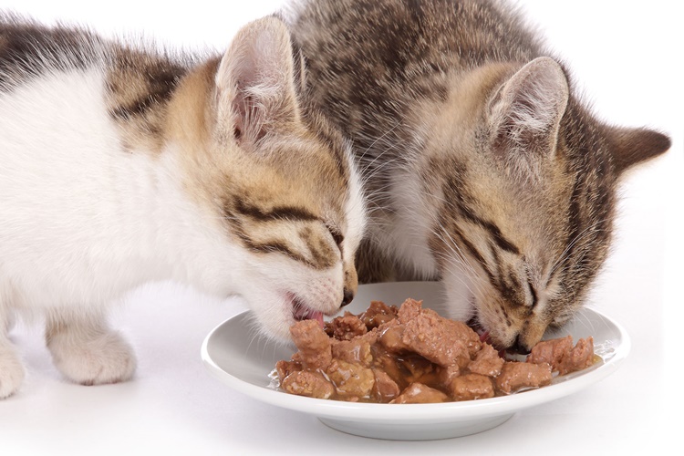 Rüyada Kedi Maması Yemek Ne Anlama Gelir?
