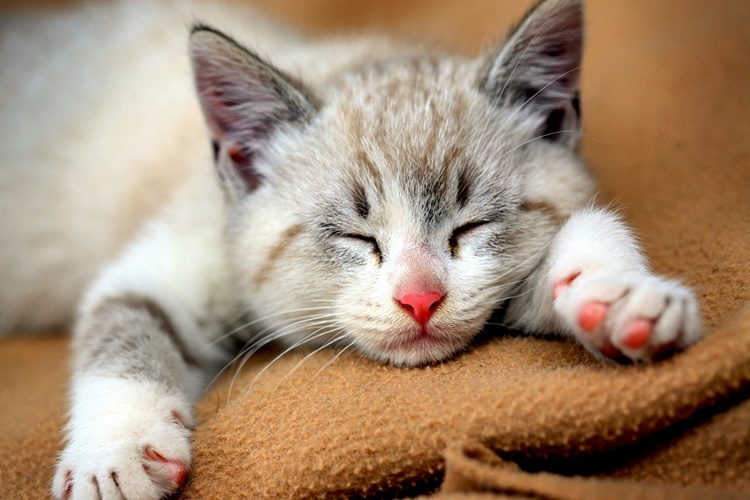 Rüyada Kedi Öldüğünü Duymak Ne Anlama Gelir?