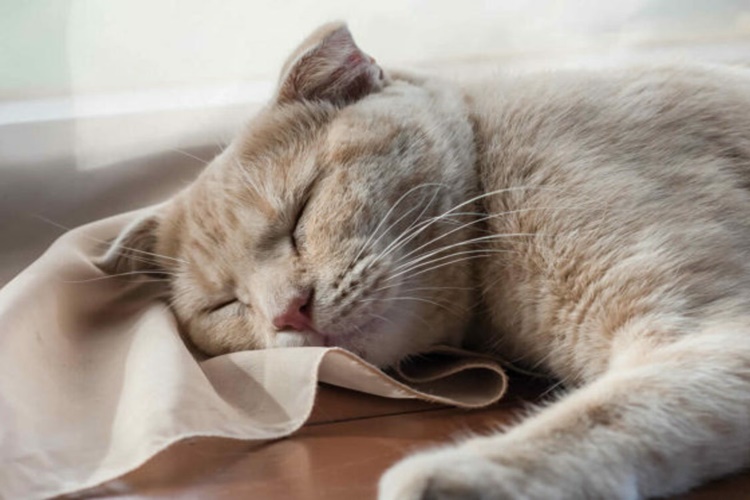 Rüyada Kedi Öldürülmesi Görmek Ne Anlama Gelir?