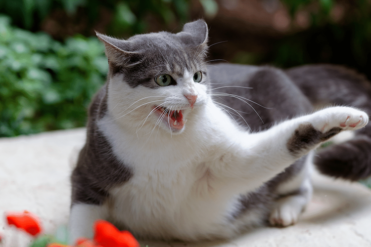 Rüyada Kedi Saldırması Ne Anlama Gelir?