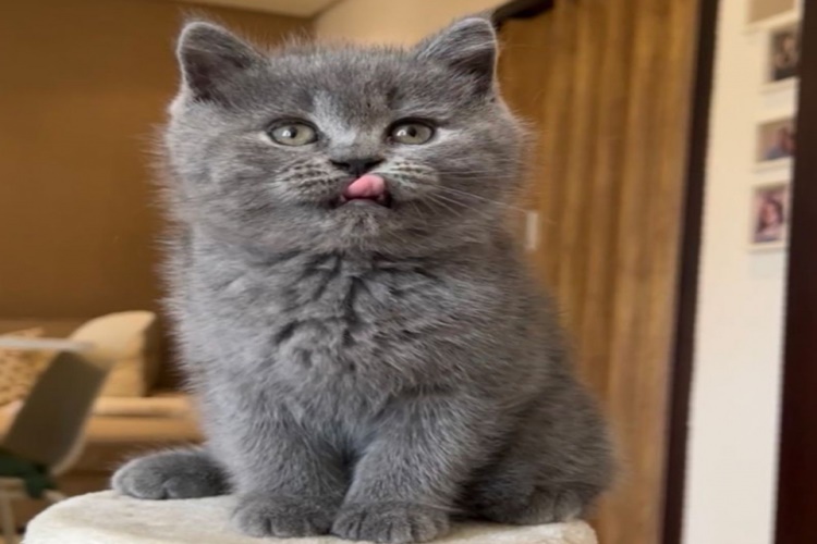 Rüyada Kedi Zehirlemek Ne Anlama Gelir?