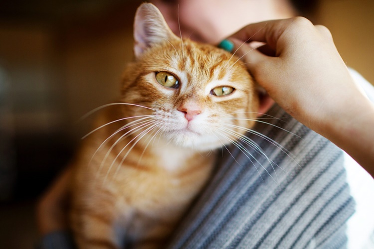 Rüyada Kedi Zehirlenmesi Ne Anlama Gelir?