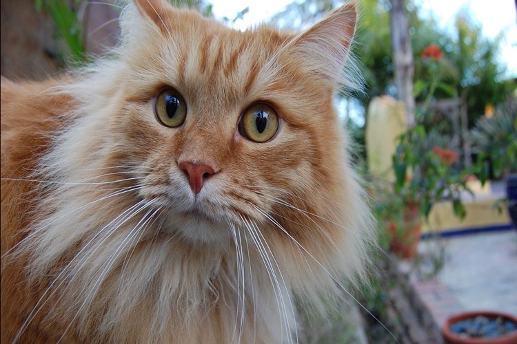 Rüyada Kedinin Uyuduğunu Görmek Ne Anlama Gelir? - Güncel Oku