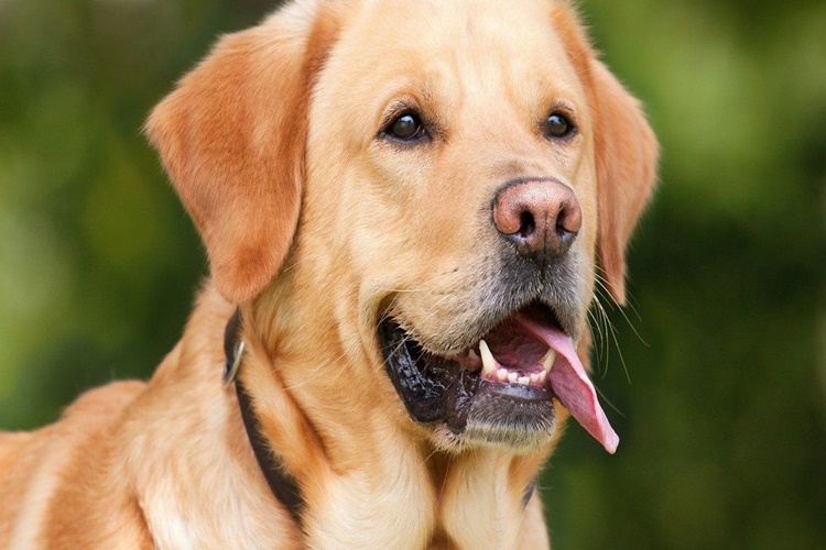 Rüyada Köpek Ağlaması Ne Anlama Gelir?