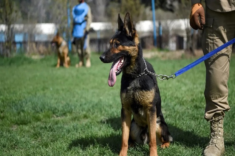 Rüyada Köpek Aramak Ne Anlama Gelir?