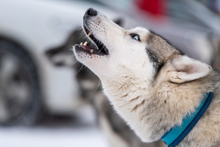 Rüyada Köpek Ayak Isırması Ne Anlama Gelir?