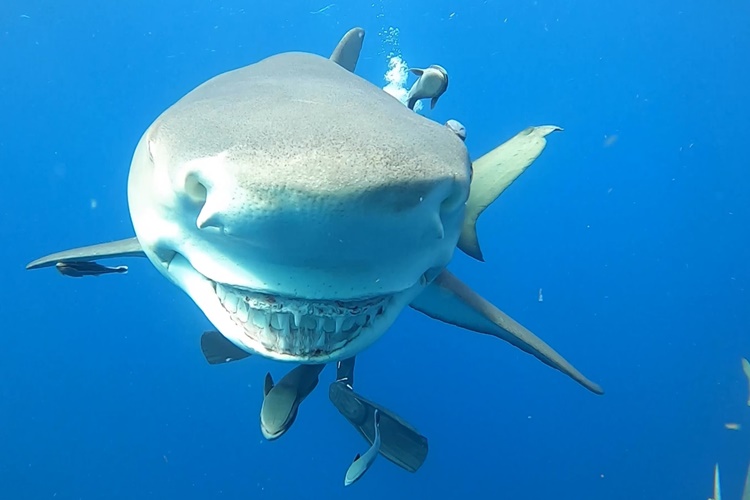 Rüyada Köpek Balığı Kafası Görmek Ne Anlama Gelir?