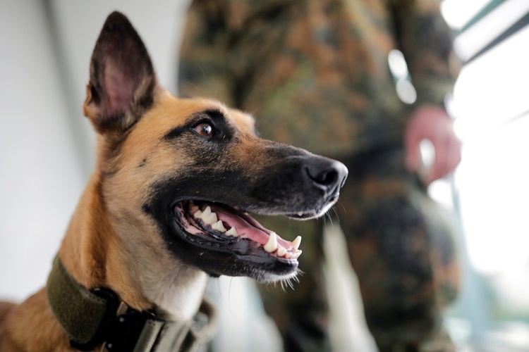 Rüyada Köpek Hırlaması Ne Anlama Gelir?