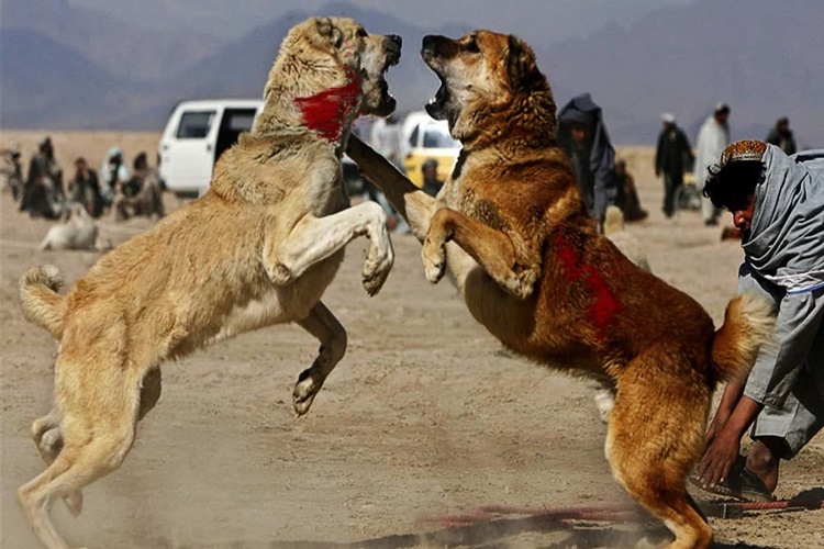 Rüyada Köpek Kavgası Görmek Ne Anlama Gelir?