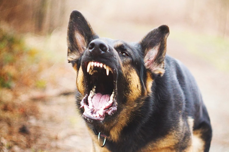Rüyada Köpek Kovalaması Ne Anlama Gelir?