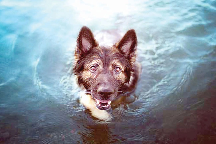 Rüyada Köpek Kurtarmak Ne Anlama Gelir?