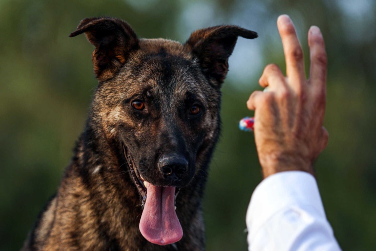 Rüyada Köpek Leşi Yiyen Köpek Görmek Ne Anlama Gelir?